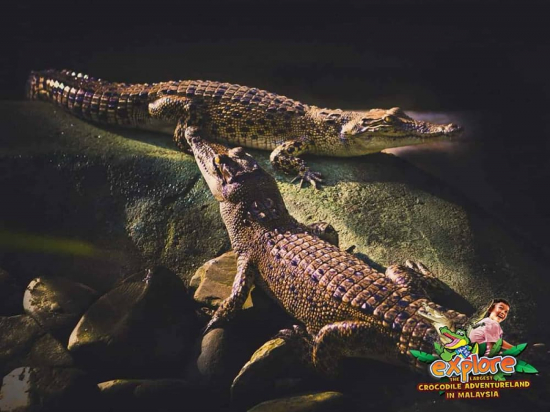 Two crocodile at Crocodile Adventureland Langkawi